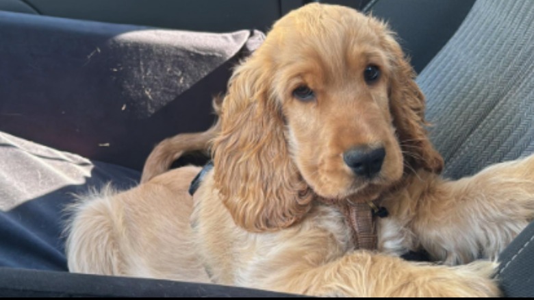 Cocker spaniel with puppy dog eyes sitting in car.