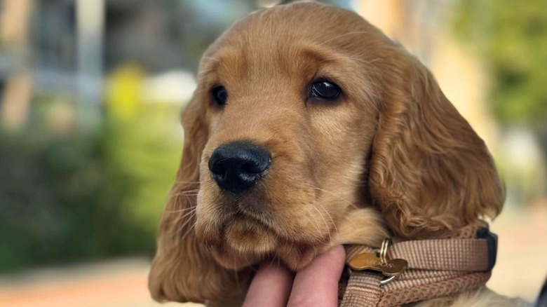 Cocker spaniel with puppy dog eyes being held outside.