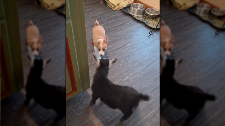 Baby goat and corgi puppy interacting indoors