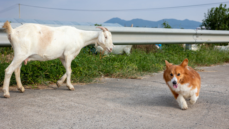 A corgi and a goat playing outside.