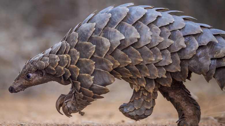 A scaly pangolin walks in a desert in its natural habitat.