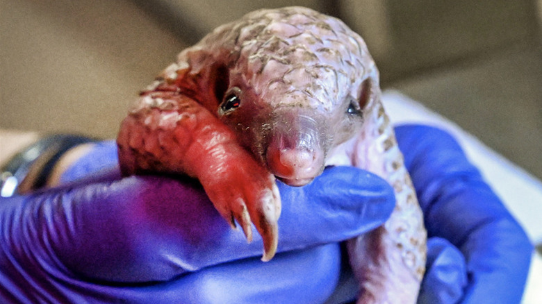 A baby pangolin being shown off by a caregiver at the Brookfield Zoo Chicago.