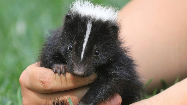 A baby skunk being held by a human.