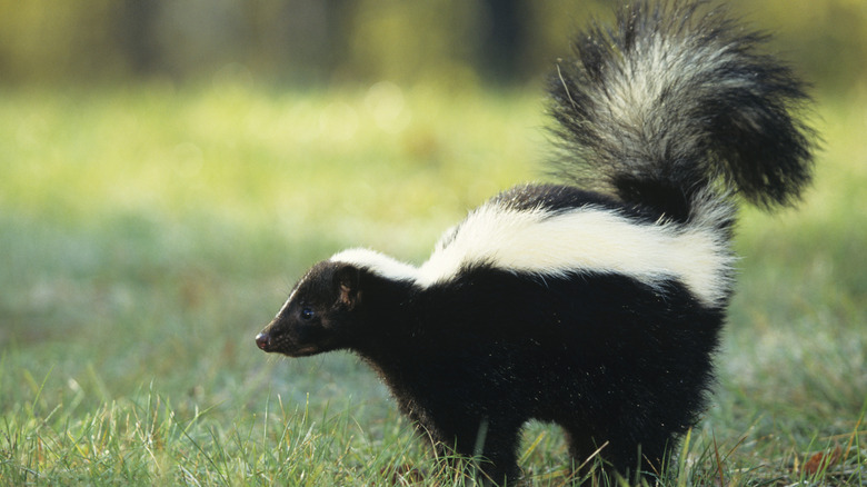 A skunk out in the wild with tail up.