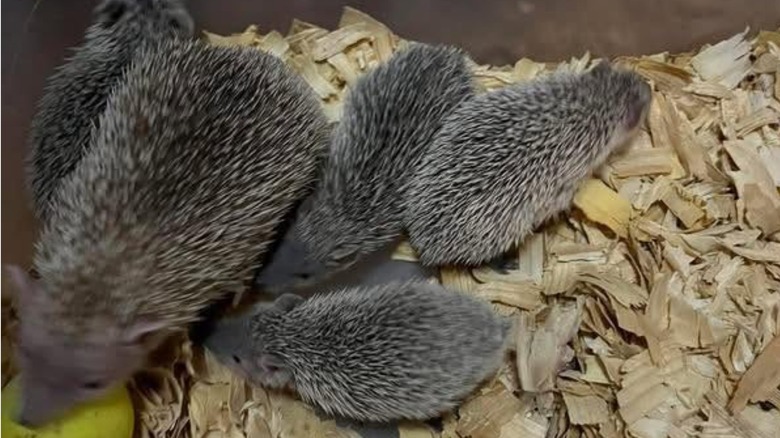 Parent with baby Tenrecs