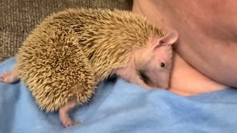 Tenrec sniffs woman with blue shirt's neck.