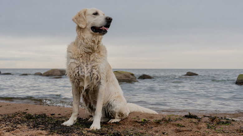 A wet dog on a beach.