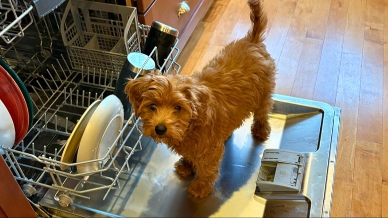 Goldendoodle puppy stands on top of a dishwasher door.