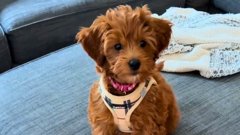 Goldendoodle puppy in a Burberry print harness sits on a grey couch.