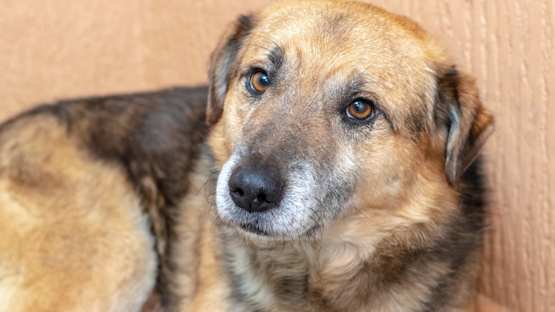 A shy dog looks up at the camera.