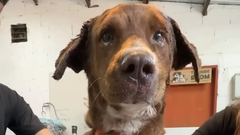 A badly injured rescue dog named Machete was featured on The Dodo.