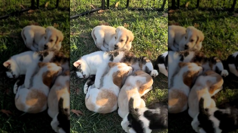 Basset hound puppies cuddling on top of a resting cat outside