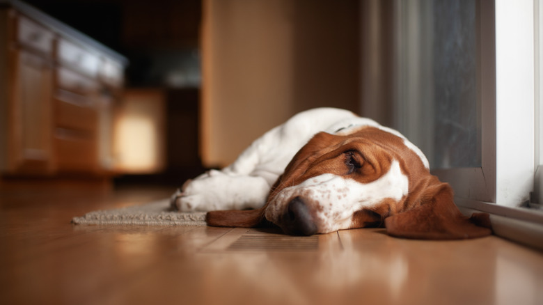 A basset hound sleeping on the floor of a house