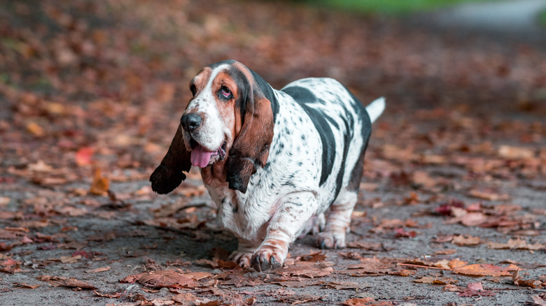 A basset hounds walks through fall leaves.
