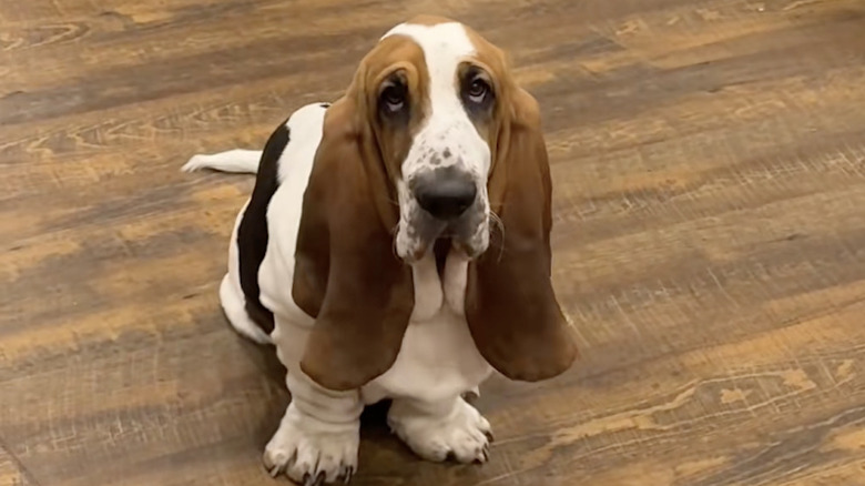A basset hound named Sherlock from TikTok looks at the camera.