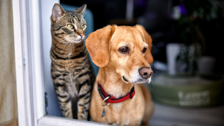 Dog and cat best friends look out the window together.