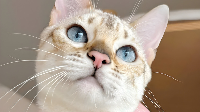 Close-up of Bengal cat's face