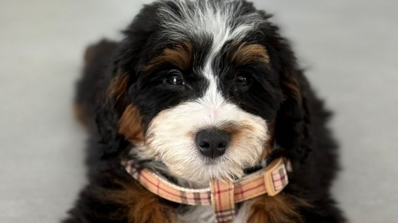 Bernedoodle puppy posing