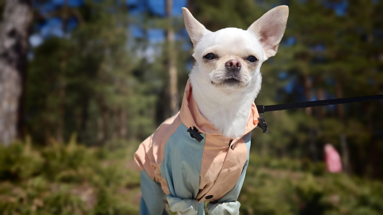 Chihuahua wears a coat while standing in a forest in the daylight.
