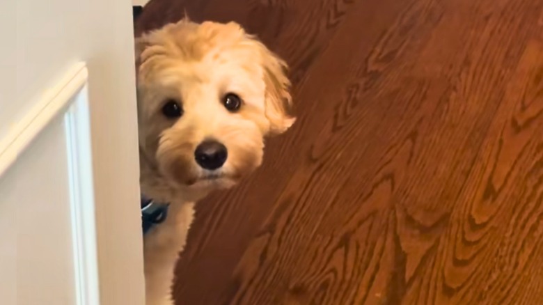 Bernedoodle puppy hides behind white wall.