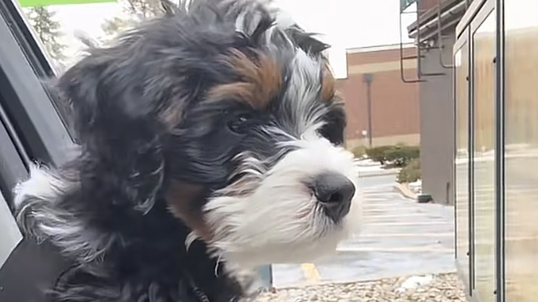 Benny the bernedoodle from TikTok in a box.