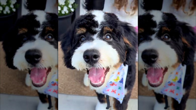 Benny the bernedoodle from TikTok wearing a bandana.