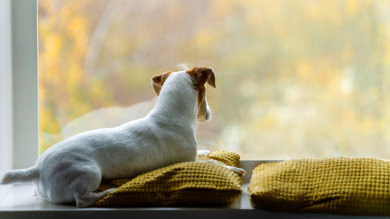 A small dog looking out a large window