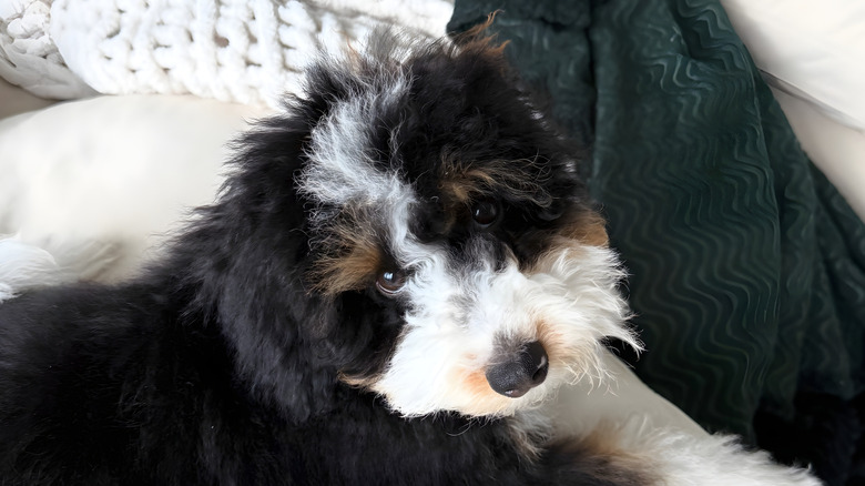 Bernedoodle puppy staring at the camera while laying on the couch