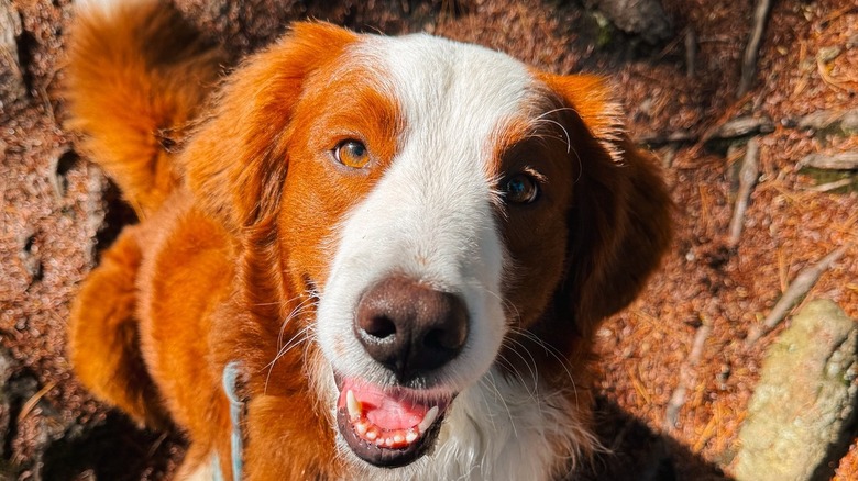 Bernedoodle looks into camera while outside.