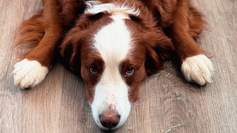 Red colored bernedoodle lays on a wood floor