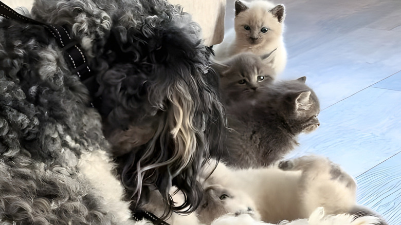 Bernedoodle watching over several kittens