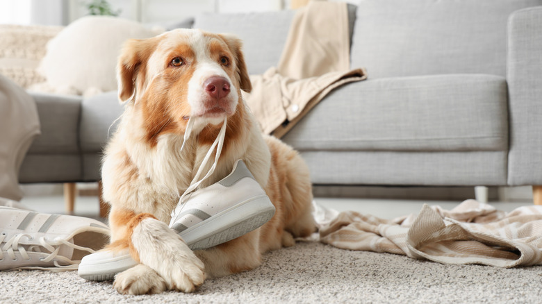 A pretty dog chewing on a sneaker at home.