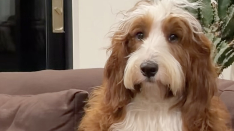 A bernedoodle named Lox on TikTok after eating a box of matches.