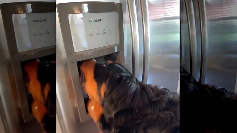 Bernese mountain dog tries to get ice out of the fridge's ice maker