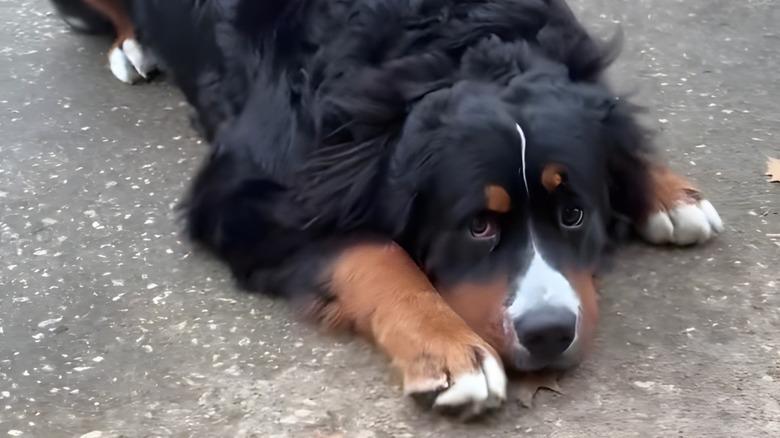 Bernese mountain dog stares at the camera