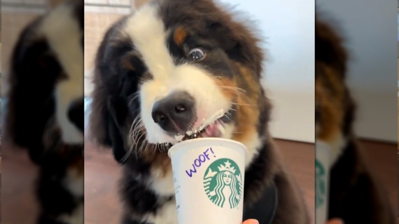 Thompson the Bernese mountain dog looks funny while eating a pup cup.