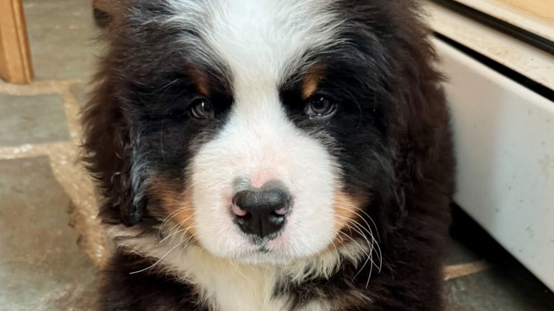 Thompson the Bernese mountain dog as a puppy