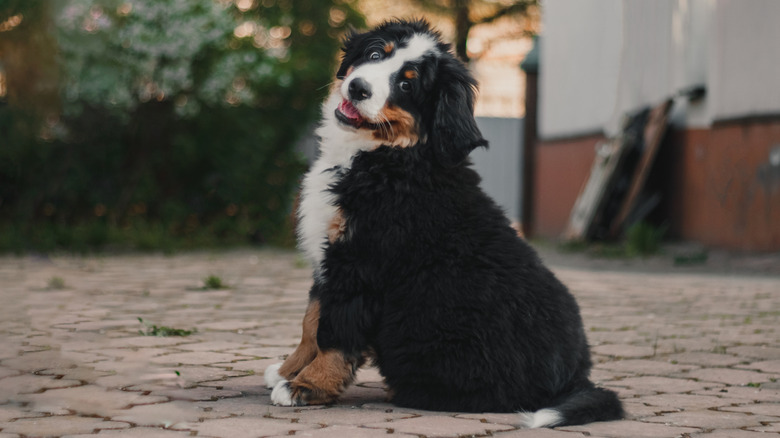A Bernese mountain dog puppy sits on a patio.