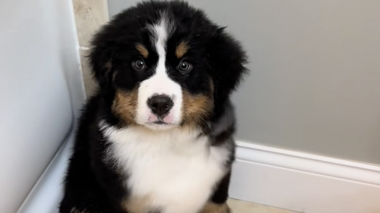 A Bernese mountain dog named Thor on TikTok just had a bath.