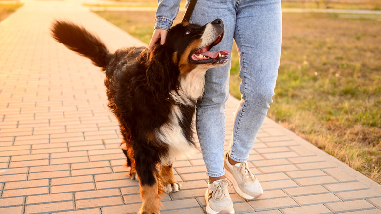 A Bernese mountain dogs takes a walk with a woman.