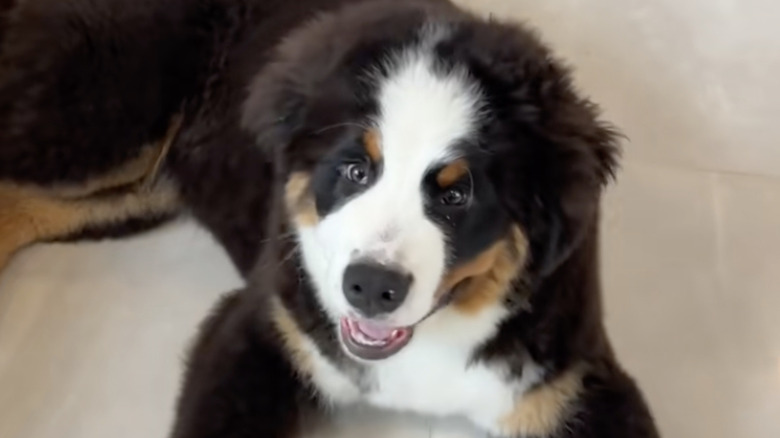 Buck the Bernese mountain dog from TikTok poses.