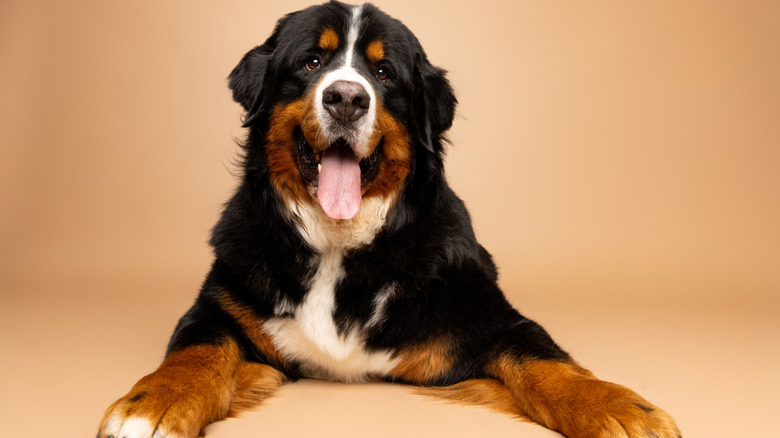 Bernese mountain dog looking right at the camera with tongue out.