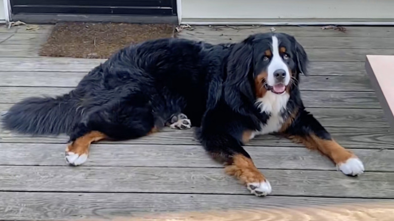 Bernese mountain dog from TikTok likes spending time on the front steps.