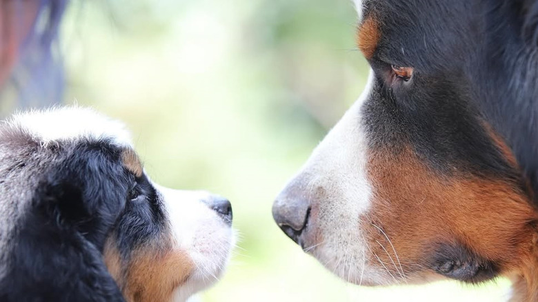 A Bernese puppy meets a larger dog