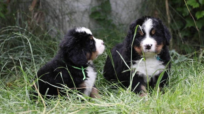 Two adorable Bernese mountain dog puppies
