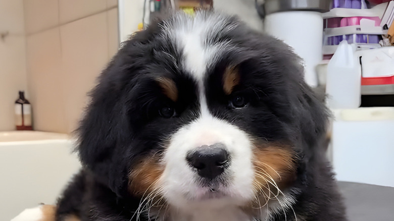 Close-up of Bernese mountain puppy's face
