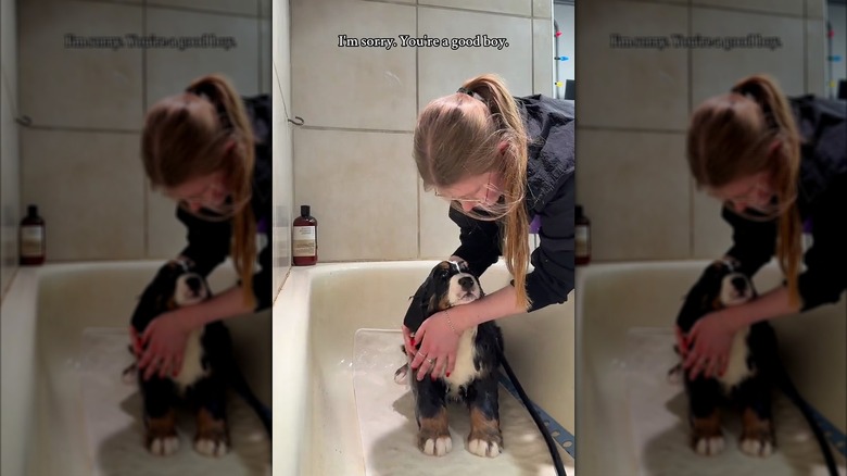 Bernese mountain puppy getting a bath