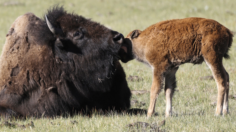 A bison mother with calf at Yellowstone Park