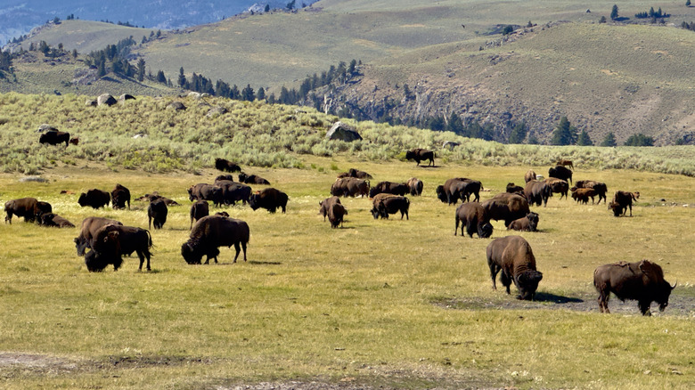 A herd of American buffalo in Yellowstone National Park.