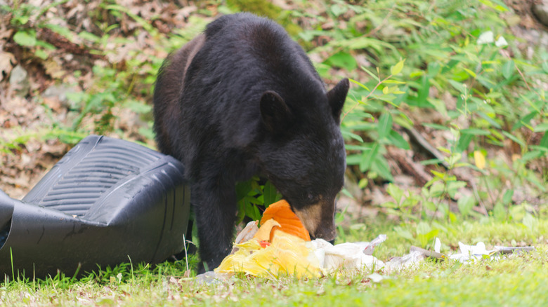 A black bear eating from a garbage can.